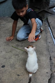 A young Muslim boy playing with a street cat in Bang Rak, Bangkok, Thailand