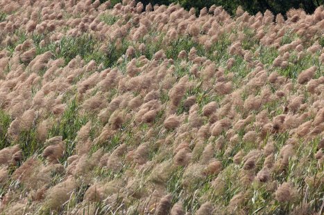 In Sampran, Thailand