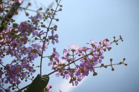 In Siem Reap, Cambodia