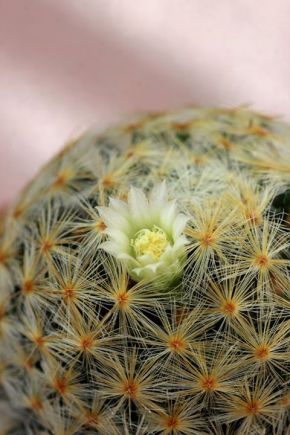 cactusflower