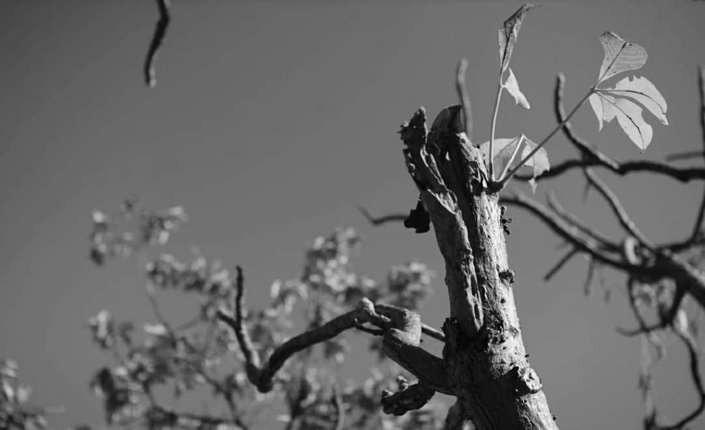 Closing Reflections on the Season of&nbsp;Creation