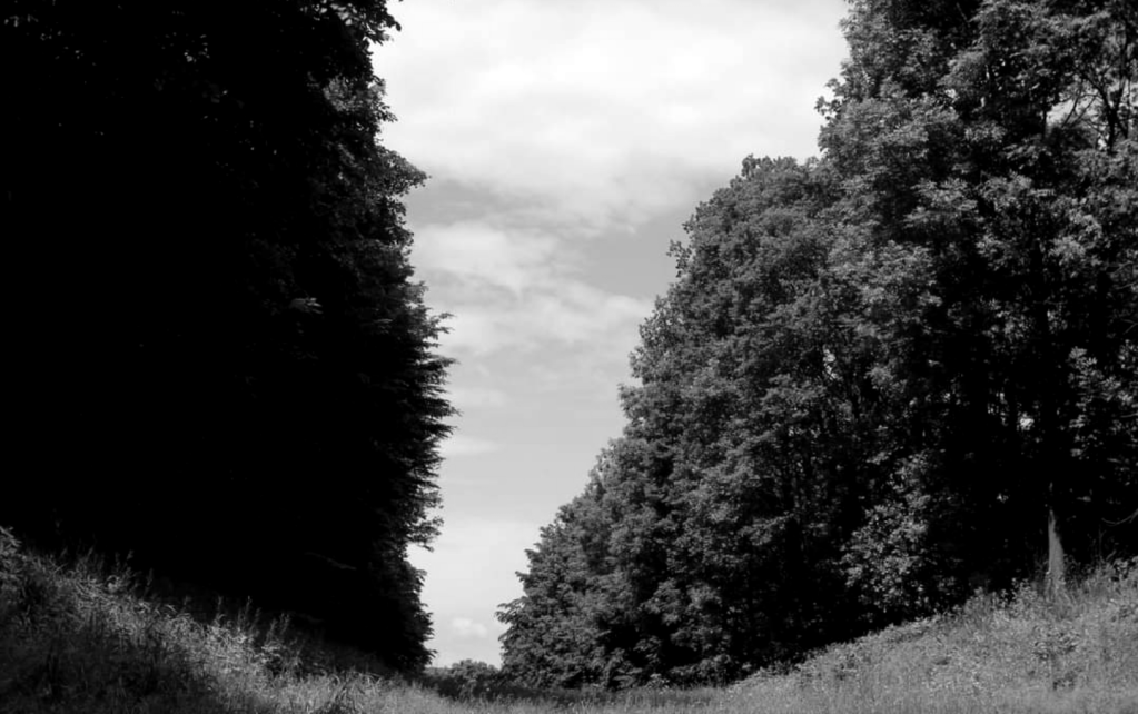 Paths in the Forest that Go&nbsp;Somewhere