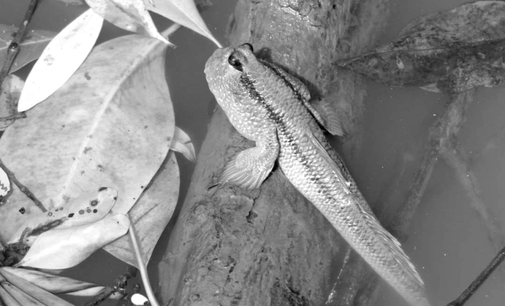 Outliers, Straddlers, Inbetweeners